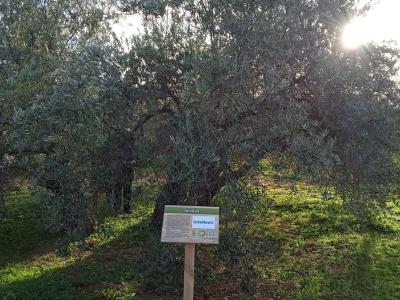 InteRed premiada con el galardón “Olivo Solidario: el aceite de la vida” en reconocimiento a su labor de 30 años en la educación en valores